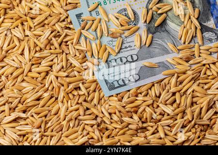 Semi d'avena e banconote da 100 dollari. Concetto di allevamento, commercio e prezzo di mercato dell'avena Foto Stock