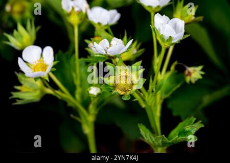Fiori di piante di fragola e frutta che crescono in giardino. Concetto di giardinaggio, orticoltura e agricoltura Foto Stock