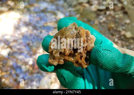 Frammento di Chalcedony trovato in un ruscello, ricerca di minerali, Russia Foto Stock