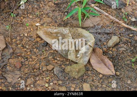 sacchetto di plastica gettato o disteso a terra all'aperto, coperto da detriti di sporcizia e acqua raccolta fonte principale di inquinamento, messa a fuoco morbida Foto Stock