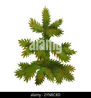 Abete piccolo Abete rosso acquerello isolato. Pianta di conifere verdi. Oggetto albero di Natale dal costruttore di paesaggi forestali impostato per la creazione di scenari di stagione Foto Stock
