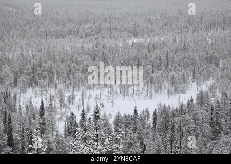 Jokkmokk, Svezia. 6 aprile 2021. Una foresta di pini è vista durante una nevicata a Jokkmokk, Lapponia svedese. La Svezia rappresenta circa il 18 per cento della superficie forestale totale dell'Unione europea. Il 70 per cento del territorio svedese è coperto da foreste. (Foto di Apolline Guillerot-Malick/SOPA Images/Sipa USA) credito: SIPA USA/Alamy Live News Foto Stock