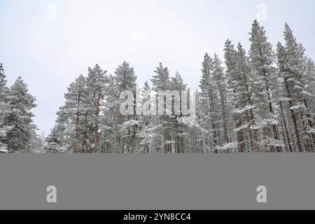 Jokkmokk, contea di Norrbotten, Svezia. 6 aprile 2021. Una cabina di legno è vista nel mezzo di una foresta di pini durante una nevicata a Jokkmokk, Lapponia svedese. La Svezia rappresenta circa il 18 per cento della superficie forestale totale dell'Unione europea. Il 70 per cento del territorio svedese è coperto da foreste. (Credit Image: © Apolline Guillerot-Malick/SOPA Images via ZUMA Press Wire) SOLO PER USO EDITORIALE! Non per USO commerciale! Foto Stock