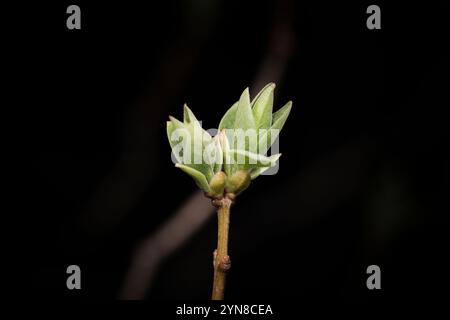 Foto macro di una foglia verde in erba su una diramazione su uno sfondo scuro Foto Stock