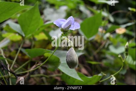 Una vista di un fiore di fagiolo alato che fiorisce su una vite Foto Stock