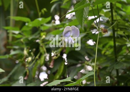 Vista di un fiore di fagiolo alato che fiorisce sulla vite in un colore lavanda Foto Stock