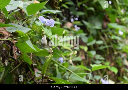 Una vista di un fiore di fagiolo alato (Psophocarpus tetragonolobus) che sta fiorendo e del fiore selvatico che vi è appeso Foto Stock