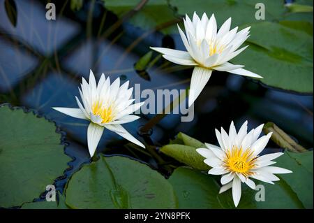 Tre fiori di loto bianco in piena fioritura in un laghetto di giglio con pedali aperti che assorbono il sole. Foto Stock