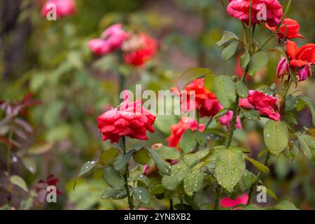 Vivaci rose rosse con rugiada mattutina in un giardino giapponese Foto Stock