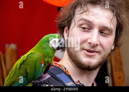 Uomo che interagisce con un pappagallo verde Macaw in un ambiente vivace Foto Stock