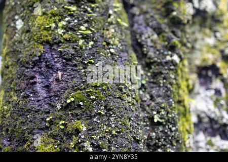 Primo piano del tronco di alberi ricoperto di muschio nella foresta di Kyoto Foto Stock