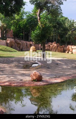 Un colpo lungo di Pelican seduto su una roccia vicino a uno stagno in uno zoo. Ha un becco lungo Foto Stock