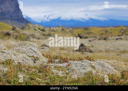 Maestoso paesaggio vulcanico coperto di muschio negli altopiani dell'Islanda Foto Stock