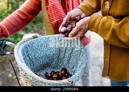 Primo piano di una coppia di anziani che tiene in mano una manciata di castagne. Foto Stock