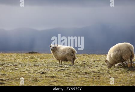 Pecore islandesi che pascolano su prati alti nel paesaggio naturale dell'Islanda Foto Stock