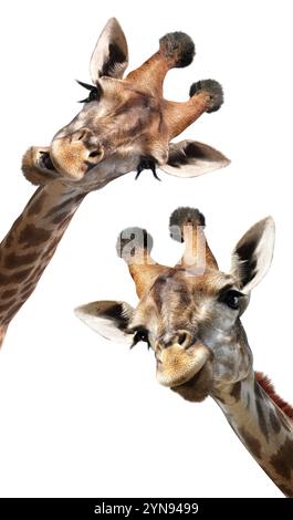 Due curiose giraffe sbirciano dall'alto. Simpatica giraffa a bocca aperta sembra interessata. Gli animali osservano in modo interessante. Isolato su sfondo bianco Foto Stock