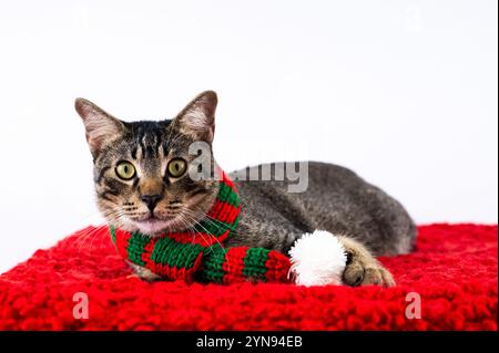 Adorabile gatto domestico che indossa una sciarpa natalizia seduta su un panno rosso su sfondo bianco per il festival natalizio. Foto Stock