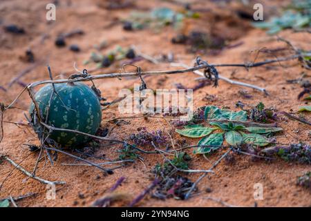 Paddy Melons cresce sul terreno nel Mungo National Park NSW Foto Stock