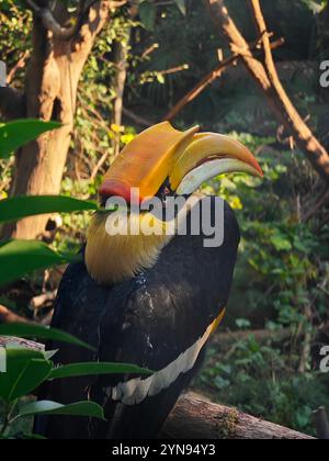 Un grande Buceros bicornis in piedi sul ramo nel Bush nel soleggiato pomeriggio Foto Stock