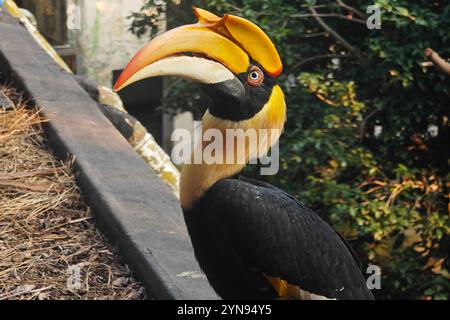 Un grande Buceros bicornis con becco giallo in piedi sulla piattaforma nel soleggiato pomeriggio Foto Stock