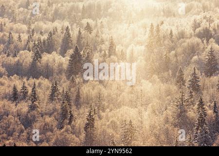 Nevicate su una foresta con un raggio di sole in retroluce in inverno Foto Stock