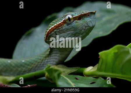 Bornean Keeled Green Pit Viper (Tropidolaemus subannulatus) è un pitviper arboreo del Borneo dove abita Malesia, Brunei e Indonesia. Foto Stock