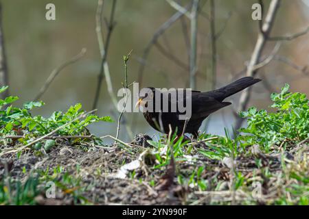 l'uccello nero eurasiatico, noto anche come turdus merula, è alla ricerca di cibo nella foresta. Foto Stock