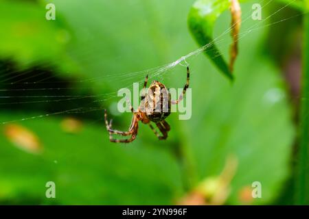 Ragno Araneus diadematus con una croce sulla schiena su un ragnatela su uno sfondo di albero. Foto Stock