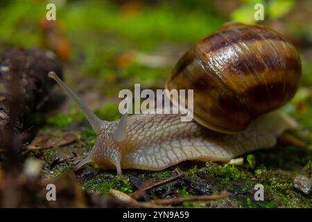 Lumaca Borgogna Helix, escargot sulla superficie di un vecchio ceppo con muschio in un ambiente naturale. Muschio verde e muffa che crescono sul vecchio tronco dell'albero. macr Foto Stock