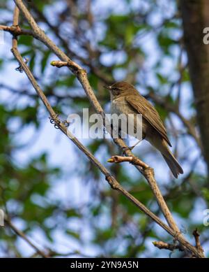 Chiffchaff, Phylloscopus collybita, arroccato su un ramo d'albero. Foto Stock