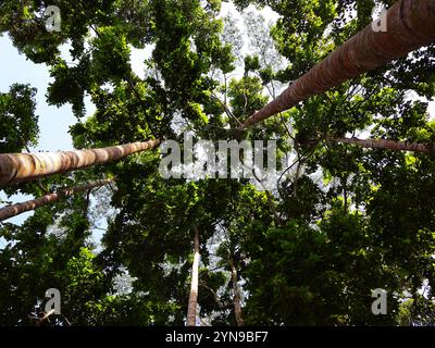 Vista dal basso di alti alberi secolari nella foresta sempreverde di alberi meranti del borneo Foto Stock
