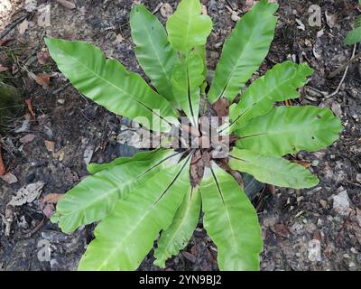 L'Asplenium antiquum o felce nido di uccello cresce nel giardino Foto Stock