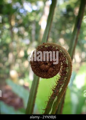 nella foresta pluviale crescono foglie di felce giovani a forma di spirale Foto Stock