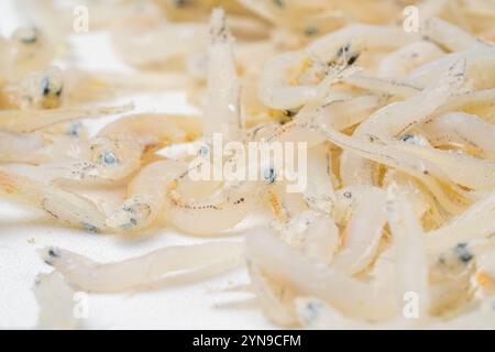 Acciughe fresche essiccate su sfondo bianco. Pesce di mare salato secco crudo. pesce di saltwaterforaggio. Ikan asin teri medan. Foto Stock