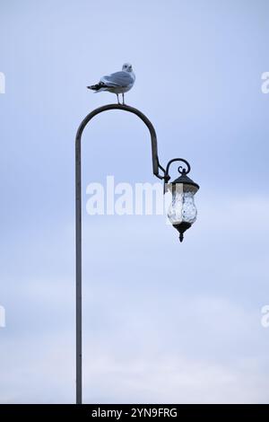 Un gabbiano siede in alto su un lampione contro un cielo blu. Foto Stock