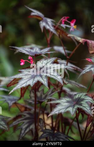 Il fogliame ornamentale begonia "fratellino Montgomery" con bellissime foglie simili ad acero e piccoli fiori rosa Foto Stock