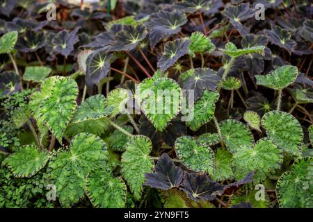 Combinazione di diverse varietà di foglie decorative di begonia Foto Stock