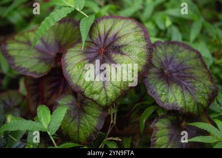 Begonia decorativa lascia da vicino Foto Stock