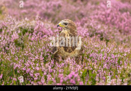 Buzzard, foto ravvicinata della testa e delle spalle di un Buzzard adulto nella colorata erica viola, rivolta a sinistra, Yorkshire Dales, Regno Unito. Nome scientifico: Buteo bu Foto Stock