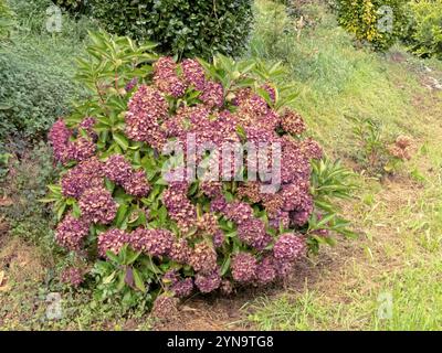 Arbusto di Hydrangea macrophylla con teste di fiori viola secchi e nuova crescita verde in autunno. Impianto di Hortensia nella stagione autunnale. Foto Stock