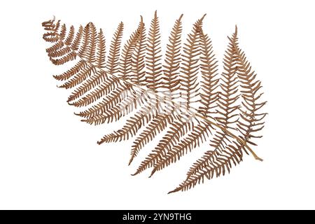 Bracken, pteridium aquilinum o felce da freno marrone fronte di colore autunnale isolato su bianco. Foglia secca di felce aquila. Foto Stock