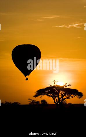 Un albero di acacia e un pallone aerostatico a bassa quota sono sagomati dal sole nascente, il Parco Nazionale del Serengeti, Tanzania. Foto Stock