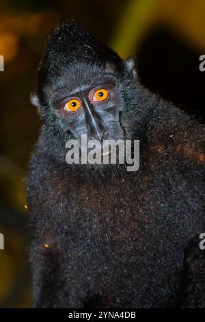 Macaque, Celebes Crested Macaque, Crested Black Macaque, Macaca nigra, Tangkoko Riserva Naturale, Nord Sulawesi, Indonesia, Asia Foto Stock