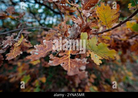 foglie gialle di rovere miele Foto Stock