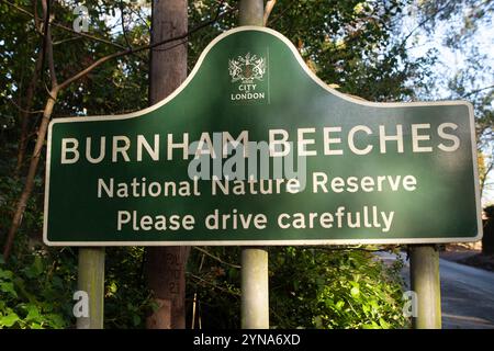 Farnham Common, Regno Unito. 25 novembre 2024. Dopo Storm Bert, Burnham Beeches a Farnham Common, Buckinghamshire rimane chiuso al pubblico mentre i ranger ispezionano il bosco per individuare alberi caduti. Burnham Beeches è molto popolare tra gli appassionati di cani ed è di proprietà della City of London Corporation. Crediti: Maureen McLean/Alamy Live News Foto Stock