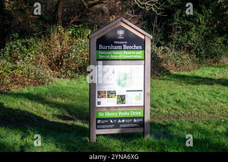 Farnham Common, Regno Unito. 25 novembre 2024. Dopo Storm Bert, Burnham Beeches a Farnham Common, Buckinghamshire rimane chiuso al pubblico mentre i ranger ispezionano il bosco per individuare alberi caduti. Burnham Beeches è molto popolare tra gli appassionati di cani ed è di proprietà della City of London Corporation. Crediti: Maureen McLean/Alamy Live News Foto Stock