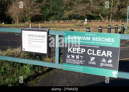 Farnham Common, Regno Unito. 25 novembre 2024. Dopo Storm Bert, Burnham Beeches a Farnham Common, Buckinghamshire rimane chiuso al pubblico mentre i ranger ispezionano il bosco per individuare alberi caduti. Burnham Beeches è molto popolare tra gli appassionati di cani ed è di proprietà della City of London Corporation. Crediti: Maureen McLean/Alamy Live News Foto Stock