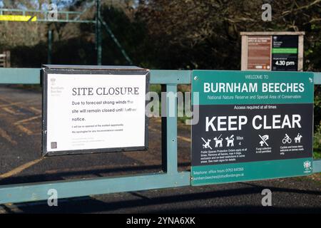 Farnham Common, Regno Unito. 25 novembre 2024. Dopo Storm Bert, Burnham Beeches a Farnham Common, Buckinghamshire rimane chiuso al pubblico mentre i ranger ispezionano il bosco per individuare alberi caduti. Burnham Beeches è molto popolare tra gli appassionati di cani ed è di proprietà della City of London Corporation. Crediti: Maureen McLean/Alamy Live News Foto Stock