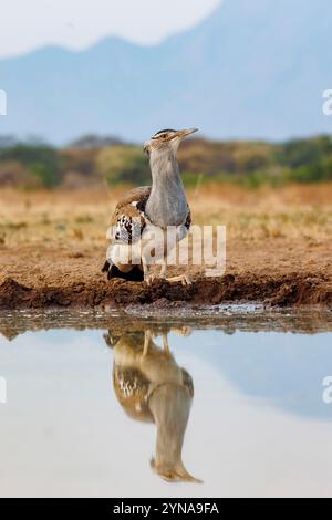 Kenya, comunità di Shompole, natura selvaggia di Shompole, paesaggio arbustivo di savane, otarda di Kori (Ardeotis kori), bevendo al pozzo d'acqua Foto Stock