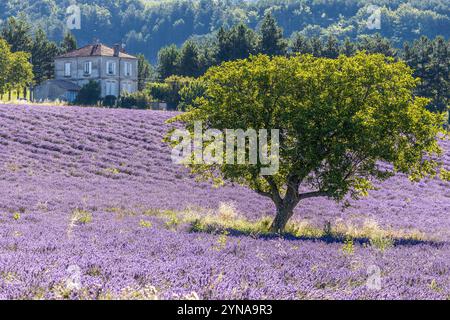 Francia, Drôme, Drôme provenzale, Saoû, noce in un campo di fiori di lavanda Foto Stock